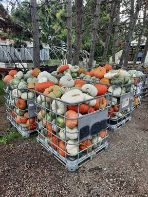 Minnesota pumpkins, gourds and winter squash from local farms